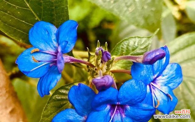 探寻美人梅花语的深层含义 美人梅花语——传承千年的东方美学