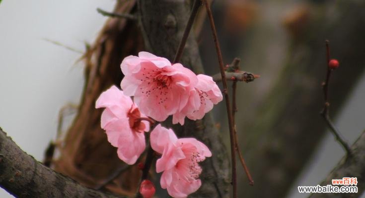 探寻美人梅花语的深层含义 美人梅花语——传承千年的东方美学