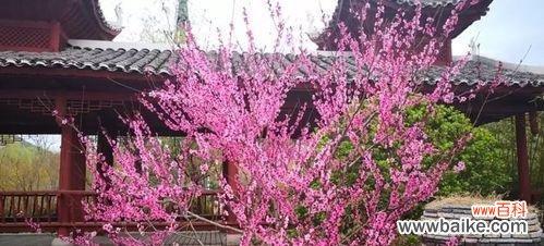 探寻美人梅花语的深层含义 美人梅花语——传承千年的东方美学