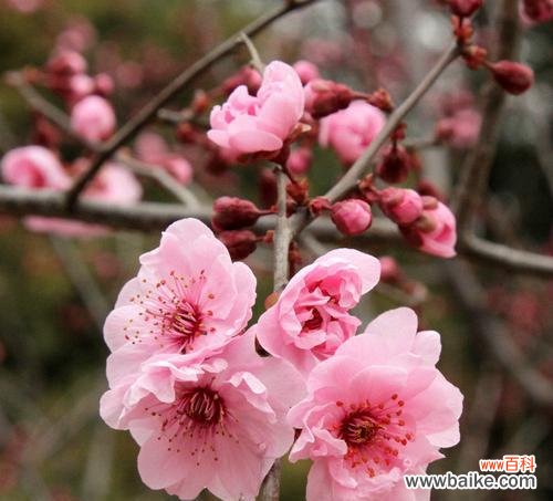 赏花品美人梅 美人梅之寓意与象征意义