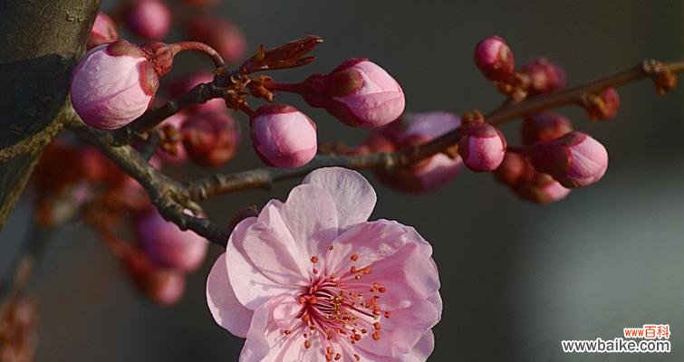 赏花品美人梅 美人梅之寓意与象征意义