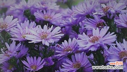 解读迷迭香花语传递的情感和寓意 追寻迷迭香花语的深意