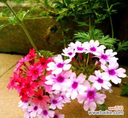 美人樱的花语传递着生命与希望 美人樱的花语