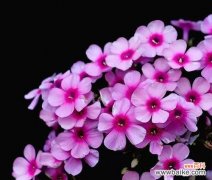 美人樱的花语传递着生命与希望 美人樱的花语