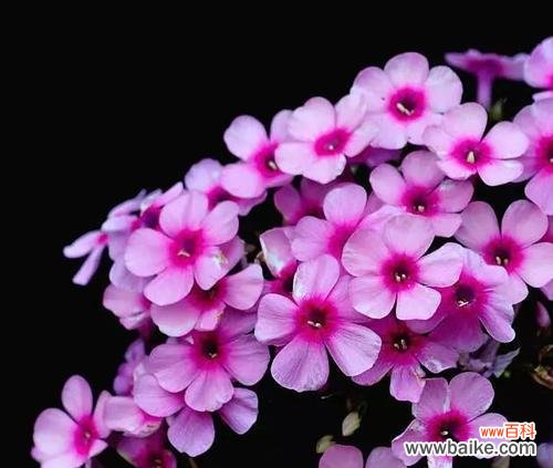 美人樱的花语传递着生命与希望 美人樱的花语