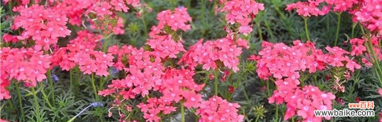 美人樱的花语传递着生命与希望 美人樱的花语