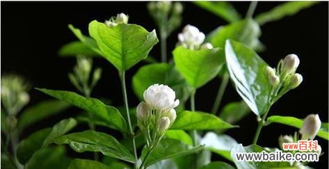 探寻茉莉花的芬芳与内涵 茉莉花的寓意与象征