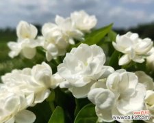 以茉莉的花语传递真挚情感 茉莉花语与寓意