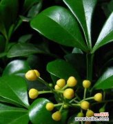 探寻米兰花的含义与传承 米兰花的花语与传说