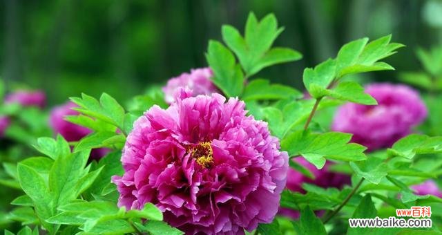 揭示洋牡丹花语的美丽密码 洋牡丹的花语及其寓意