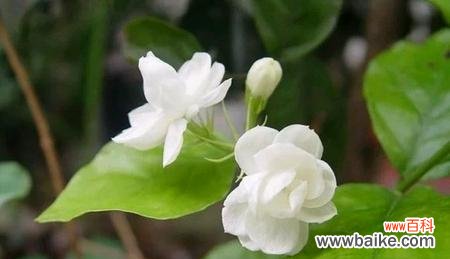 探索茉莉花的文化内涵及其在生活中的应用 茉莉花花语的意义与传承