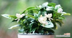 探索茉莉花的文化内涵及其在生活中的应用 茉莉花花语的意义与传承