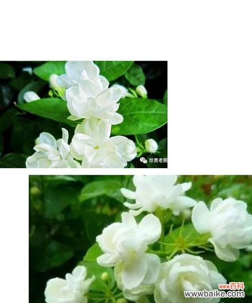 探索茉莉花的文化内涵及其在生活中的应用 茉莉花花语的意义与传承