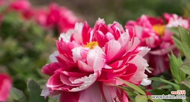 鲜花中的皇后 牡丹花的花语——浪漫与繁华