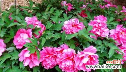 神仙眷侣 牡丹花的花语——盛世繁华