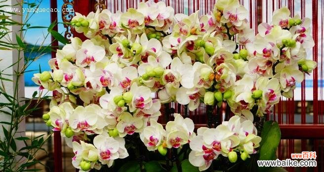 解读蝴蝶兰的吉祥象征与注意事项 蝴蝶兰的风水寓意与摆放位置