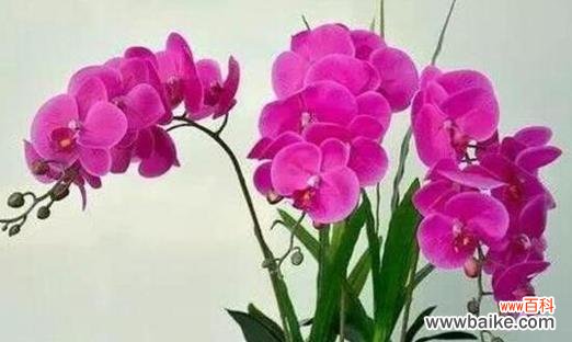 蝴蝶兰的花语与象征意义 蝴蝶兰的花语和寓意