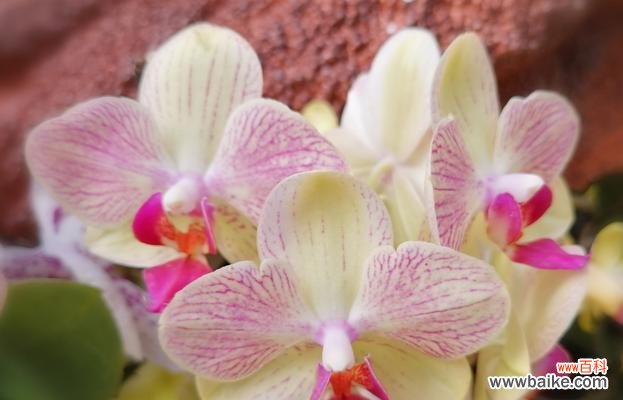 蝴蝶兰的花语与象征意义 蝴蝶兰的花语和寓意