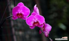 蝴蝶兰的花语传递美好寓意 蝴蝶兰花语与代表意义解析