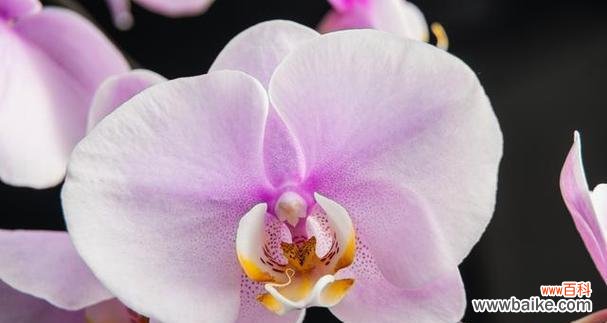 蝴蝶兰的花语传递美好寓意 蝴蝶兰花语与代表意义解析