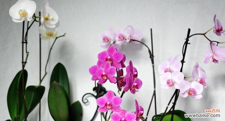 蝴蝶兰 蝴蝶兰的象征意义与寓意——自由与变革的化身