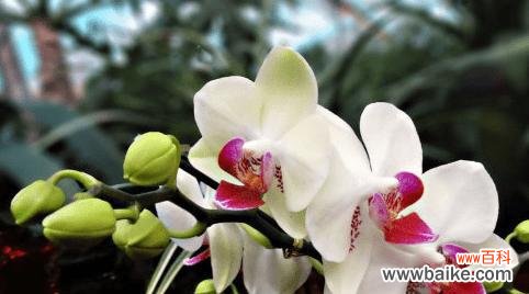 蝴蝶兰 蝴蝶兰的象征意义与寓意——自由与变革的化身