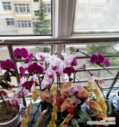 蝴蝶兰 蝴蝶兰的象征意义与寓意——自由与变革的化身