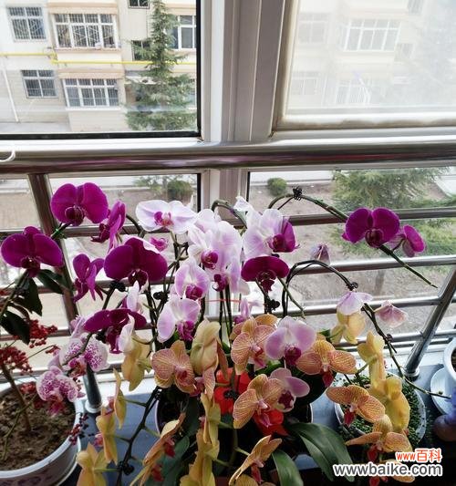 蝴蝶兰 蝴蝶兰的象征意义与寓意——自由与变革的化身