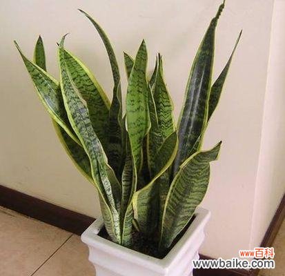 传递吉祥与繁荣的绿叶之恩——虎皮兰的神奇之处 虎皮兰寓意与象征风水之探索