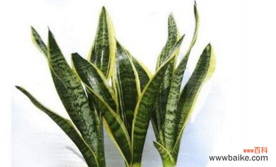 传递吉祥与繁荣的绿叶之恩——虎皮兰的神奇之处 虎皮兰寓意与象征风水之探索