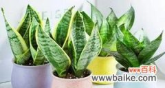 揭秘虎皮兰的吉祥象征与适宜摆放方式 虎皮兰的寓意与风水摆放位置与禁忌