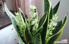 探寻虎皮兰背后的花语之谜 虎皮兰花的寓意与象征