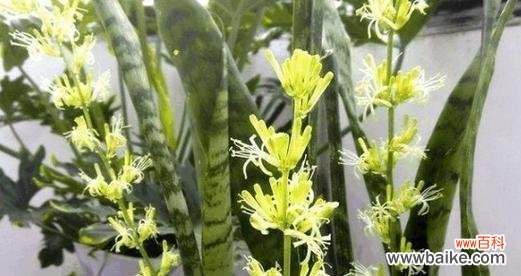 探寻虎皮兰背后的花语之谜 虎皮兰花的寓意与象征