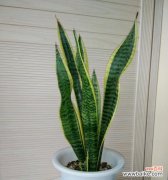 揭示虎皮兰开花的象征与寓意 虎皮兰开花的预示意义