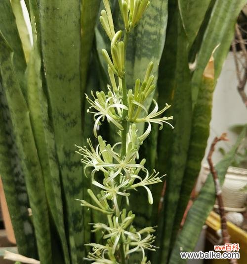 揭示虎皮兰开花的象征与寓意 虎皮兰开花的预示意义