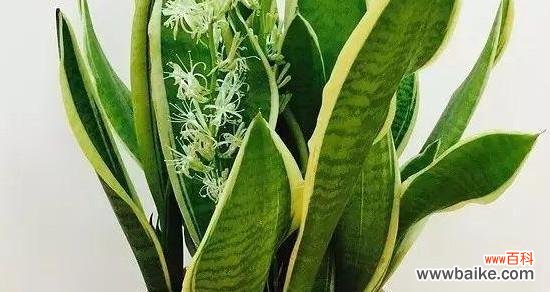 揭示虎尾兰所带来的好运与福气 虎尾兰的寓意与象征风水