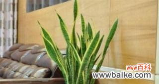 揭示虎尾兰所带来的好运与福气 虎尾兰的寓意与象征风水