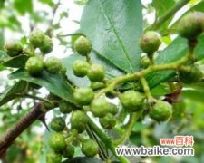 揭秘花椒树的吉祥象征与居家风水布局技巧 花椒树的风水作用与寓意