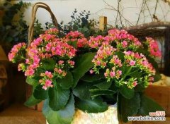 打造绚丽花园的秘诀 以花开爆盆