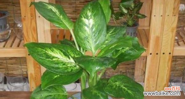 美丽与繁荣的象征——揭秘花叶万年青的神秘力量 花叶万年青的风水寓意与摆放位置