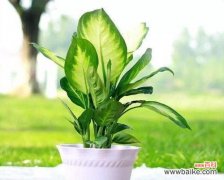 美丽与繁荣的象征——揭秘花叶万年青的神秘力量 花叶万年青的风水寓意与摆放位置