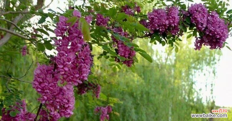 探索槐花的颜色与花语之谜 槐花的多彩世界