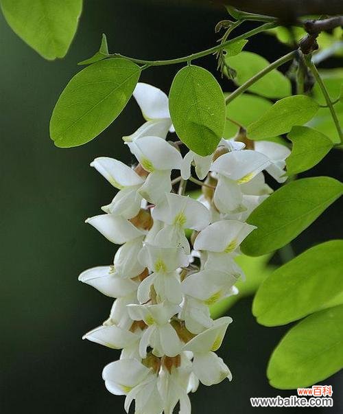 探索槐花的颜色与花语之谜 槐花的多彩世界