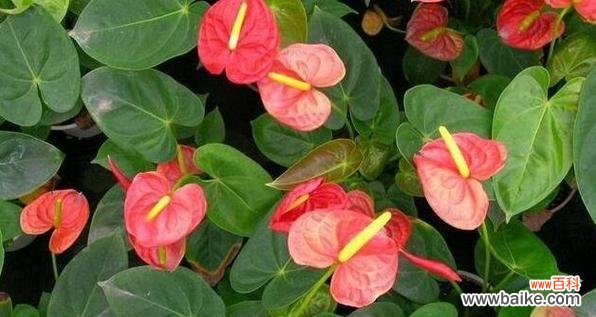 祝福之光爱的象征烛火之美 花烛的花语与寓意——传递爱与祝福