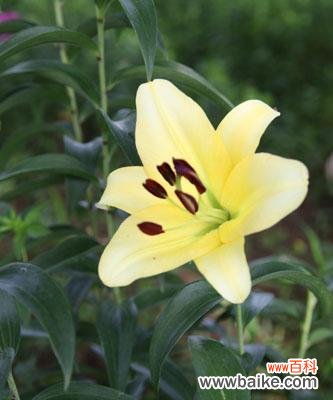 黄百合代表的美好寓意与文化内涵 黄百合的花语之意与传承