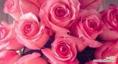 揭开玫瑰朵数背后的秘密 玫瑰朵数的含义