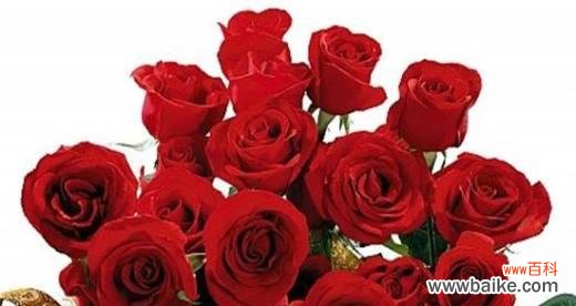 探索玫瑰朵数背后的隐含意义 玫瑰朵数的意义与象征