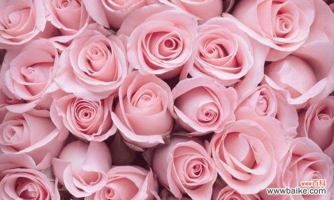 探寻玫瑰花背后的世界 玫瑰花的含义与象征