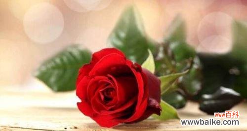 玫瑰花的浪漫与美丽 玫瑰花的意义与象征