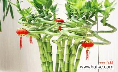 探索富贵竹在风水学中的寓意与作用 富贵竹